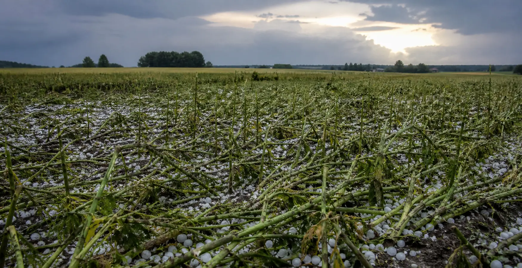 Czy gradobicie może uzasadniać zmianę planu spłaty?